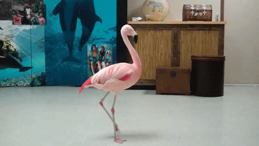 gif-flamingo
