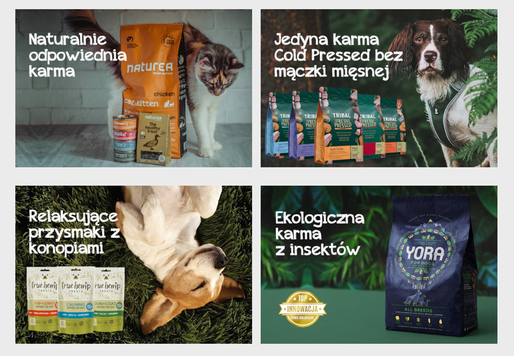Jak powstał sklep internetowy DlaPsaiKota? Promuj zdrową dietę dla każdego psa i kota w sklepie online