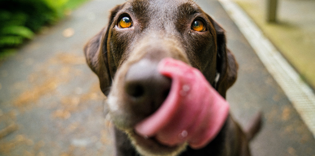 Dogsbox_sklep_internetowy