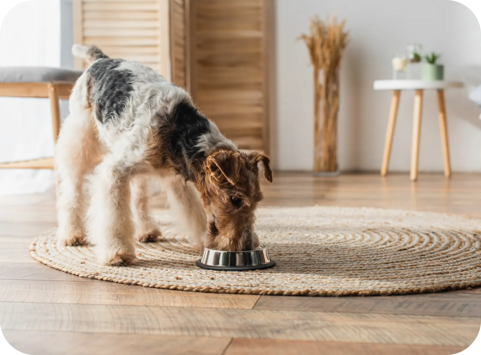 Zdjęcie z psem nawiązujące do asortymentu sklepu internetowego Zoo Imperium