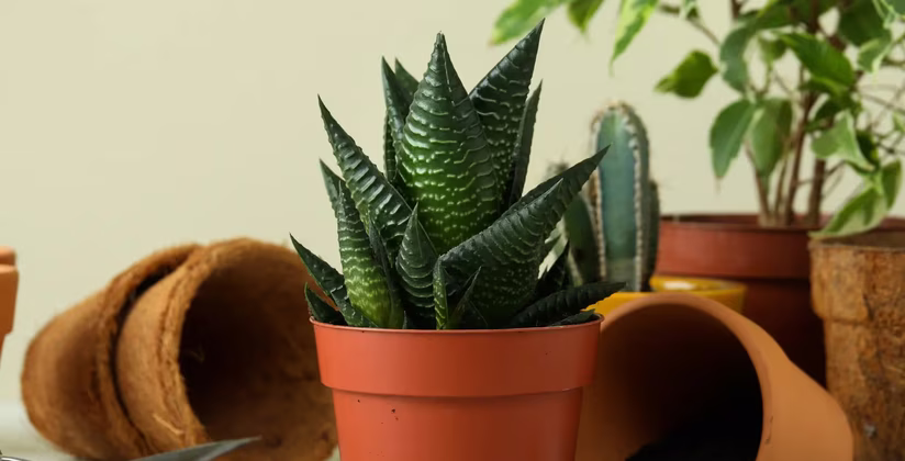 Aloes w doniczce do kupienia w sklepie ogrodniczym